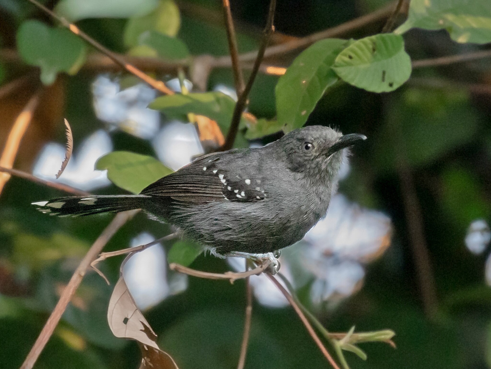 image Grey Antbird